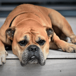 Five Stress Signs For Dogs