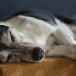 Hearing Loss in Dogs