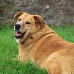 How Obesity Can Increase The Risk Of Diabetes In Your Dog