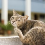 How to Treat Ear Disease in Your Cat?