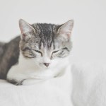 Is Your Cat Stressed? 5 Signs That Might Help You Know