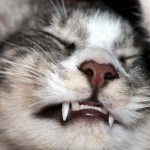 Taking Care Of Your Cats Teeth